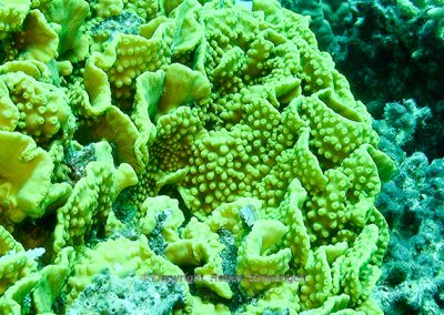 Buntes Korallenriff (Sarcophyton sp.) [Foto: Robert Schmiegelt]
