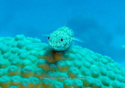 Sand-Eidechsenfisch (Synodus dermatogenys) [Foto: Robert Schmiegelt]