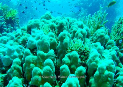 Buntes Korallenriff (Sarcophyton sp.) [Foto: Robert Schmiegelt]